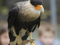 Afsluiting zomerschool met roofvogeldemonstratie Basisschool De Wereldwijzer Dordrecht