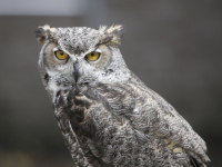 Afsluiting zomerschool met roofvogeldemonstratie Basisschool De Wereldwijzer Dordrecht