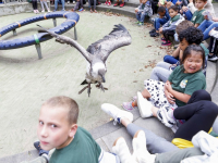 Afsluiting zomerschool met roofvogeldemonstratie Basisschool De Wereldwijzer Dordrecht