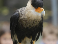 Afsluiting zomerschool met roofvogeldemonstratie Basisschool De Wereldwijzer Dordrecht