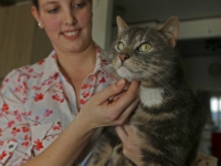 20170903 kat na drie jaar terug bij familie in sliedrecht Tstolk 002