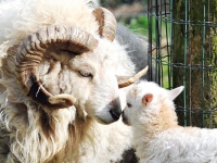 Ouessantschapen