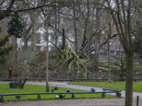 Stormschade honderd jaar oude haagbeuk omgewaaid Dordrecht