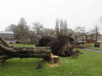 Bomen omgewaaid Noordendijk Dordrecht