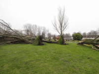 Bomen omgewaaid Noordendijk Dordrecht