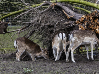 Herten genieten van omgevallen oude zilverlinde Park merwestein