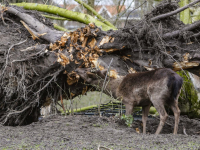 Herten genieten van omgevallen oude zilverlinde Park merwestein