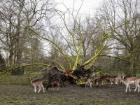 Herten genieten van omgevallen oude zilverlinde Park merwestein