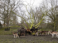 Herten genieten van omgevallen oude zilverlinde Park merwestein