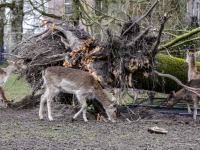 Herten genieten van omgevallen oude zilverlinde Park merwestein