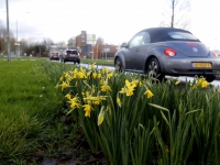 20161301-Narcissen-in-Januari-Groenezoom-Dordrecht-Tstolk