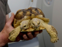 20150705-CT-scan-voor-tweekoppige-schildpad-Dordrecht-Tstolk-005_resize