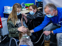 \'Vaccinatiehond\' Sara staat acht mensen bij met vaccinatieprik Dordrecht