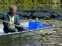 Veel dode vissen in het water van de Oostkil