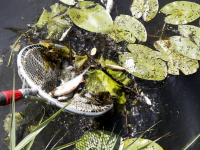 Veel dode vissen in het water van de Oostkil