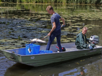 Veel dode vissen in het water van de Oostkil