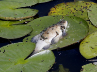 Veel dode vissen in het water van de Oostkil