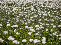 Veld vol met witte Papaver\'s bloemen Dordrecht