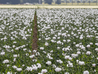 Veld vol met witte Papaver\'s bloemen Dordrecht