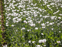 Veld vol met witte Papaver\'s bloemen Dordrecht