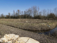 Bomen gekapt voor nieuwe woonwijk Amstelwijck Dordrecht