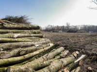 Bomen gekapt voor nieuwe woonwijk Amstelwijck Dordrecht