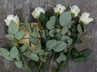 Twaalf nieuwe stolpersteine gelegd in Dordrecht