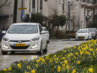 Narcissen in bloei Johanna naber erf Dordrecht