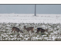 08012026-Herten-lopen-in-de-sneeuw-Dordrecht-Stolkfotografie
