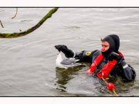 29012026-Meeuw-bevrijd-uit-visdraad-aan-Maasstraat-Dordrecht-Stolkfotografie-002