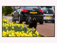 06022024-Narcissen-komen-al-vrij-snel-uit-Johanna-naber-erf-Dordrecht-Stolkfotografir