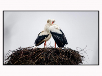 12032024-Ooievaars-op-hun-nest-aan-de-Oudendijk-in-Dordrecht-Stolkfotografie-001