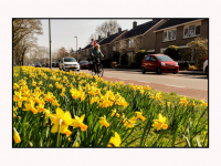 10032025-Narcissen-in-bloei-Gravensingel-in-dubbeldam-Dordrecht-Stolkfotografie