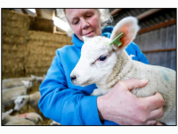 20032026-lammetjes-geboren-in-Dordtse-polder-Dordrecht-Stolkfotografie