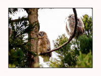 10042026-Vogelspotters-op-zoek-naar-bosuilen-Wantijpark-Dordrecht-Stolkfotografie-003