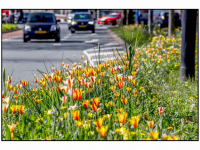 14042026-Krokussen-vrolijken-de-Oranjelaan-op-Dordrecht-Stolkfotografie