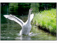 22052025-Zwanengezinnetje-strijkt-neer-in-Park-Merwestein-Dordrecht-Stolk-fotografie-001