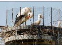 28052026-Jonge-ooievaars-laten-zich-zien-op-het-nest-aan-de-Oudendijk-Dordrecht-Stolkfotografie-002