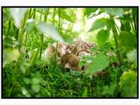 12062026-Geboortegolf-hertjes-Park-Merwestein-Dordrecht-Stolkfotografie