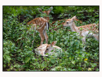 26062025-Damhertjes-geboren-in-Park-Merwestein-Dordrecht-Stolkfotografie-005