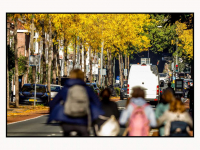 22092025-Reeweg-Oost-kleurt-langzaam-in-herfsttinten-Dordrecht-Stolkfotografie