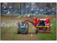 18102025-Bietenoogst-Zeedijk-Dordrecht-Stolkfotografie-001