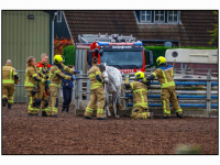 03112025-Paard-vast-in-hekwerk-Langeweg-Zwijndrecht-Stolkfotografie-003