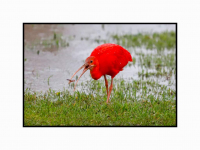 25112024-Exotische-rode-Ibis-in-de-Dordtse-polder-Dordrecht-Stolkfotografie-006