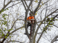 03112022-Kappen-van-bomen-Weizigtpark-gestart-Dordrecht-Stolkfotografie-001