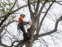 Kappen van bomen Weizigtpark gestart