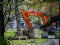 Kappen van bomen Weizigtpark gestart