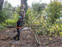 Kappen van bomen Weizigtpark gestart