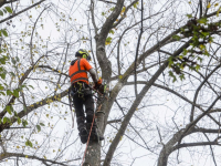 03112022-Kappen-van-bomen-Weizigtpark-gestart-Dordrecht-Stolkfotografie