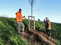 Wethouder plant laatste van 800 bomen voor 800 jaar Dordrecht